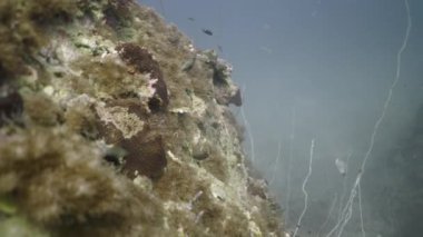Etrafında yüzen küçük balıkların olduğu su altı görüntüsü - 4K Yatay video