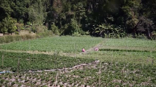 4K水平伝統のライフスタイルで作物の分野でチェアをする距離の男 — ストック動画