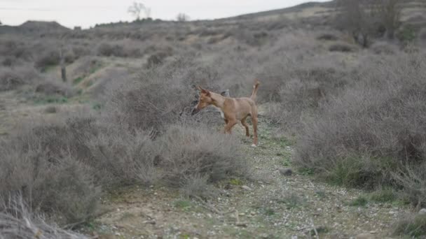 地面に何かを探している狩猟犬 4K水平ビデオ — ストック動画