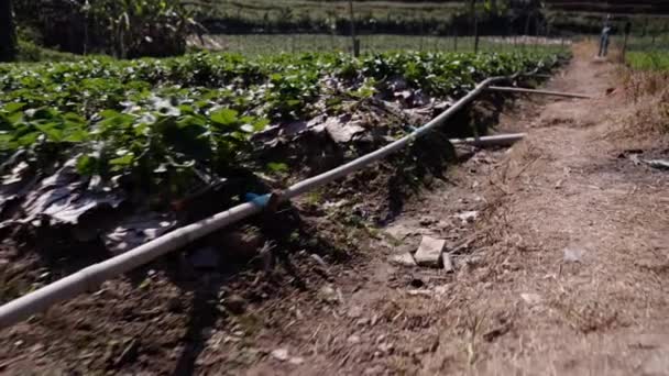 片側から見える灌漑パイプ付き野菜園 4K水平伝統のライフスタイル — ストック動画