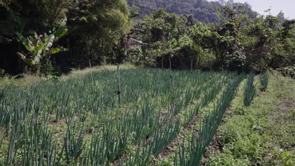 Campo Cultivos Medio Bosque Visto Desde Lado Estilo Vida Tradicional — Vídeo de stock