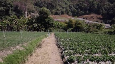 Tayland 'da sulama yapısına sahip bir ekine girme planı - 4K Yatay Geleneksel Yaşam Tarzı