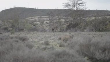Uzakta bir avcı tepe boyunca yürür - 4K Yatay video