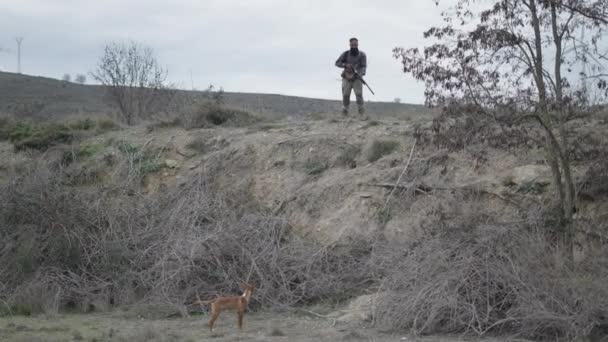 Ein Hund Sieht Sich Während Der Jäger Aufmerksam Ist Horizontalvideo — Stockvideo