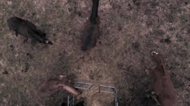 Yukarıdan görülen bir Breton atı ailesi - 4K Yatay Video