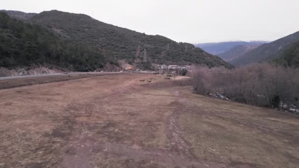 Drone Faz Zoom Campo Cheio Cavalos Bretão Horizontal Vídeo — Vídeo de Stock