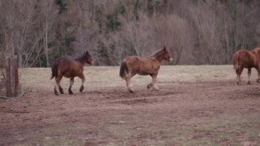 Kırsalda yürüyen bazı Breton atları - 4K Yatay Video
