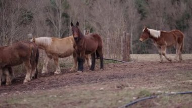 Küvetten su içen üç Breton atı - 4K Yatay Video