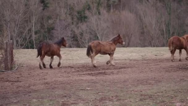 Några Bretonska Hästar Som Vandrar Landet Horisontell Video — Stockvideo