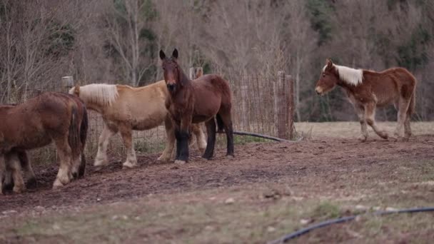Drie Bretonse Paarden Drinken Water Uit Bad Horizontale Video — Stockvideo