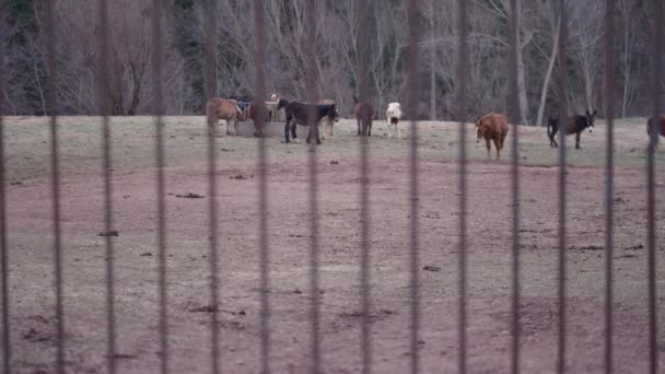 骑在马厩里的布列塔尼马和驴子 4K水平视频 — 图库视频影像