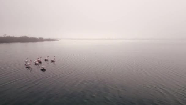 Drone Συλλαμβάνει Φλαμίνγκο Στο Νερό Οριζόντια Βίντεο — Αρχείο Βίντεο