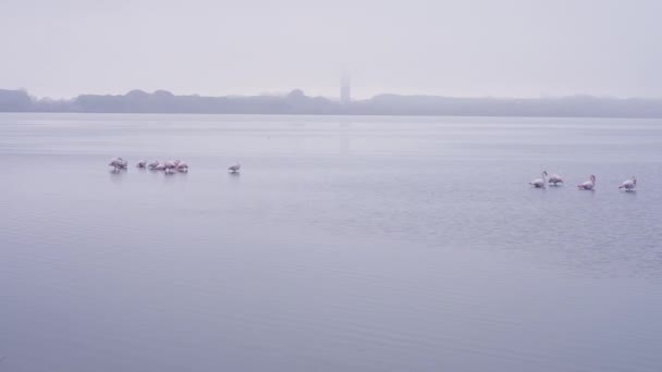 Göldeki Flamingoların Panoramik Görüntüsü Yatay Görüntü — Stok video