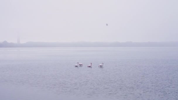 Suda Dinlenen Dört Flamingo Yatay Video — Stok video