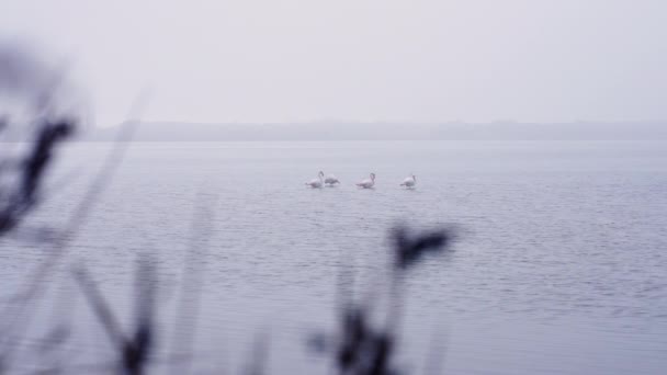 Néhány Növény Mögött Flamingók Vízben Horizontális Videó — Stock videók