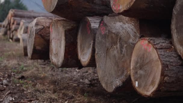 Pinggiran Sebuah Log Pabrik Ditumpuk Video Horisontal — Stok Video