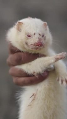 Beyaz bir gelincik ve sakallı bir avcı FullHD dikey video