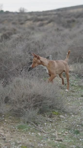 Hunting Dog Looking Something Ground Fullhd Vertical Video — Stock Video