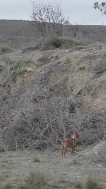 Мисливець Піднімається Пагорб Спостерігає Своєю Собакою Fullhd Вертикальне Відео — стокове відео