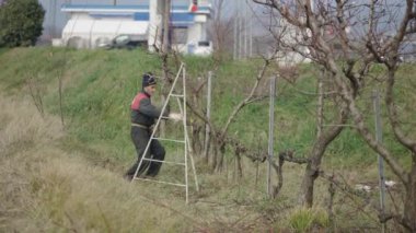 Yetişkin bir bahçıvan ağaçta düzenlemeler yapar - 4K Yatay