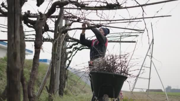 Man Making Adjustments Vine Branches Horizontal — Stock Video