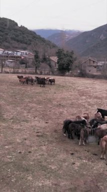 Havadan bir grup Breton atının görüntüsü - FHD dikey video