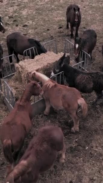 Bretońskie Konie Żywiące Się Słomką Fhd Vertical Video — Wideo stockowe
