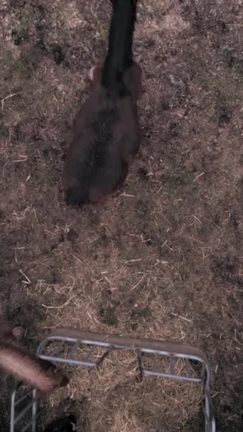 从上面看到的布列塔尼马一家 Fhd垂直录像 — 图库视频影像