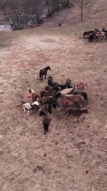 Drone bir grup Breton atını yakalar - FHD dikey video