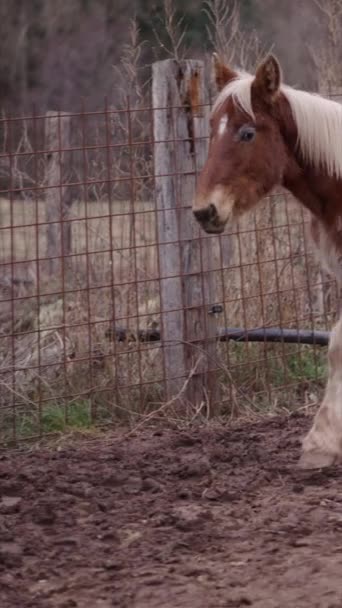 Piękny Koń Bretoński Pijący Wodę Terenie Fhd Vertical Video — Wideo stockowe