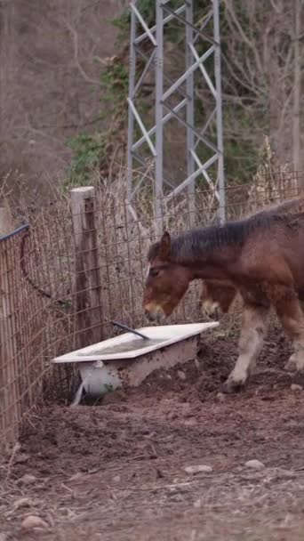 Ένα Ζευγάρι Άλογα Breton Πόσιμο Νερό Fhd Κάθετη Βίντεο — Αρχείο Βίντεο