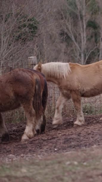 Tre Bretonska Hästar Dricker Vatten Från Ett Badkar Fhd Vertikal — Stockvideo
