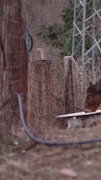 Krásné Bretonské Koně Pitnou Vodou Fhd Vertikální Video — Stock video