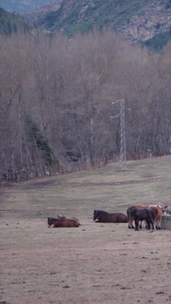 Flera Bretonska Hästar Dricker Vattenlådan Fhd Vertikal Video — Stockvideo