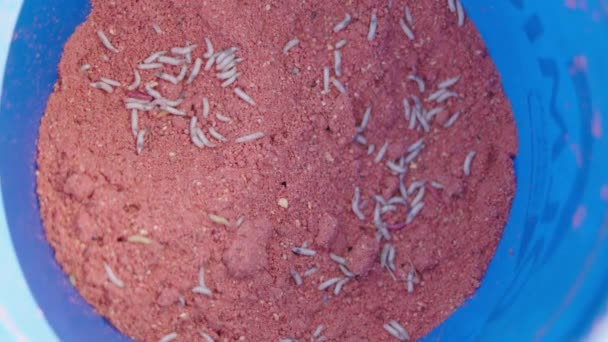 Secchio Sabbia Rossa Pieno Vermi Pesca Orizzontale — Video Stock