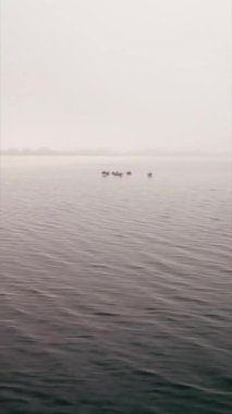 Suda birkaç flamingo grubu - FHD dikey video