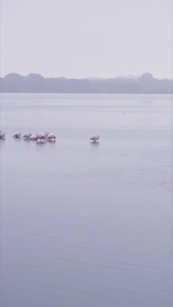 Vue Panoramique Des Flamants Roses Dans Lac Fhd Vidéo Verticale — Video