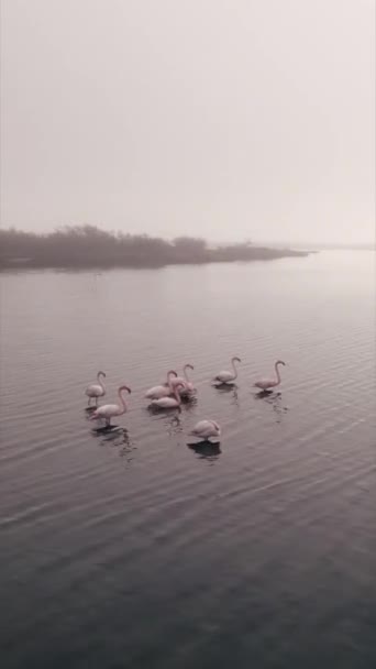 Drone Fångar Flamingos Vattnet Fhd Vertikal Video — Stockvideo