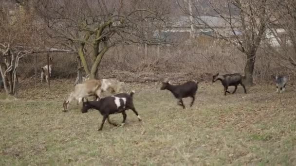 Egy Barna Kecske Gyorsabban Sétál Mint Társai Horizontális Videó — Stock videók