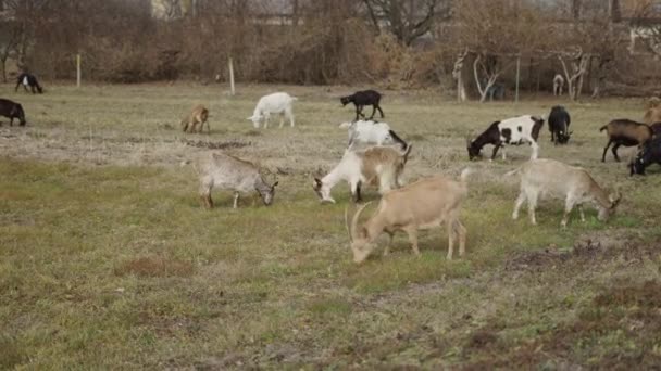 Varias Cabras Comiendo Hierba Una Explanada Horizontal Video — Vídeo de stock