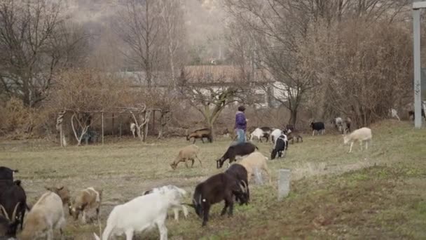 Több Kecske Füvet Eszik Egy Franciaországi Gazdaságban Horizontális Videó — Stock videók