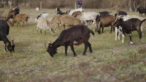 Egy Fekete Bárány Füvet Eszik Haverjaival Horizontális Videó — Stock videók