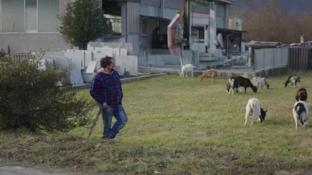 Shepherd Plaid Shirt His Livestock Horizontal Video — Vídeo de Stock