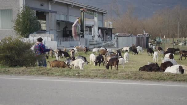 Aile Işleriyle Ilgilenen Tanınmayan Bir Çoban Yatay Video — Stok video