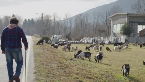 一个无法辨认的牧羊人带着他的牛走 4K水平视频 — 图库视频影像