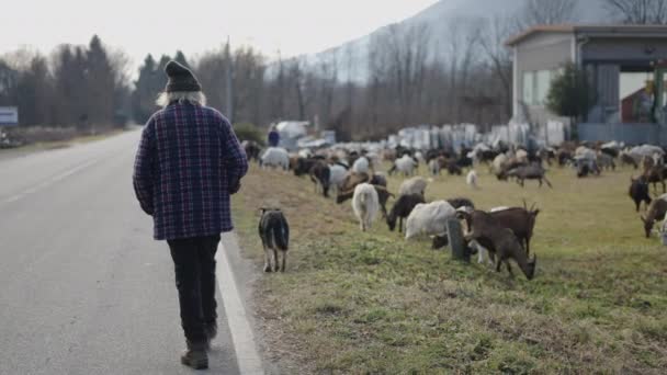 Unrecognizable Elderly Shepherd Strolls Cattle Horizontal Video — Stock Video