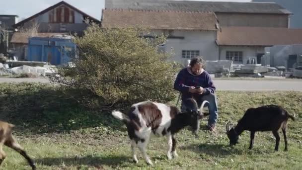 Dos Cabras Pastan Junto Hombre Mirando Teléfono Horizontal Video — Vídeo de stock