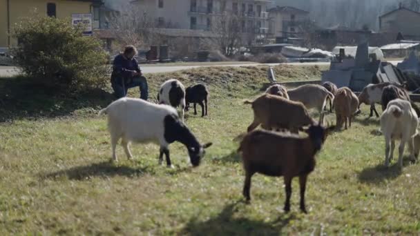 Pastýř Sedí Zatímco Jeho Dobytek Horizontální Video — Stock video