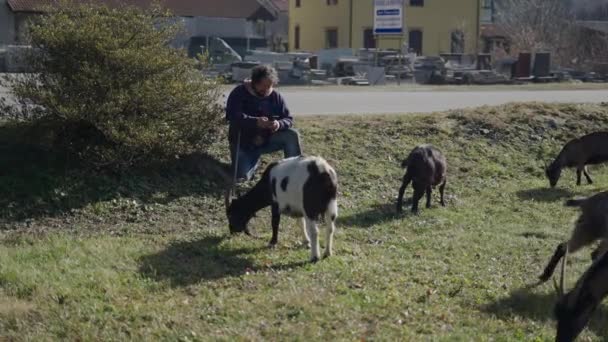 一个牧羊人坐在那里看他的手机 4K水平视频 — 图库视频影像