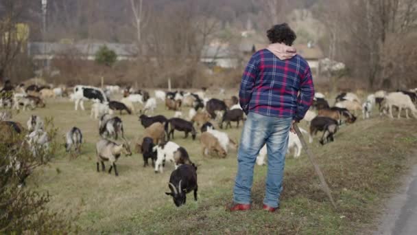 Bestiame Familiare Sorvegliato Dal Suo Proprietario Video Orizzontale — Video Stock